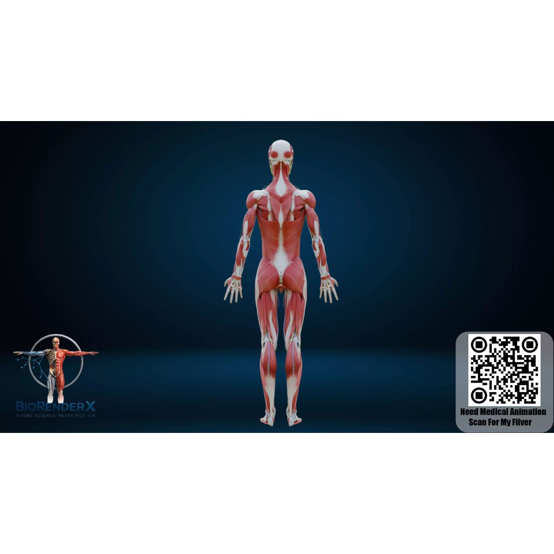 Complete Human Anatomy 3D Model – Low Poly Female Body Systems for Education - View 15