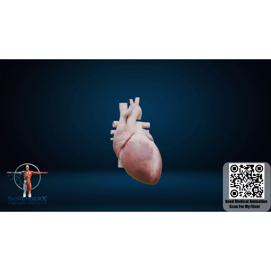 Complete Human Anatomy 3D Model – Low Poly Female Body Systems for Education - View 16