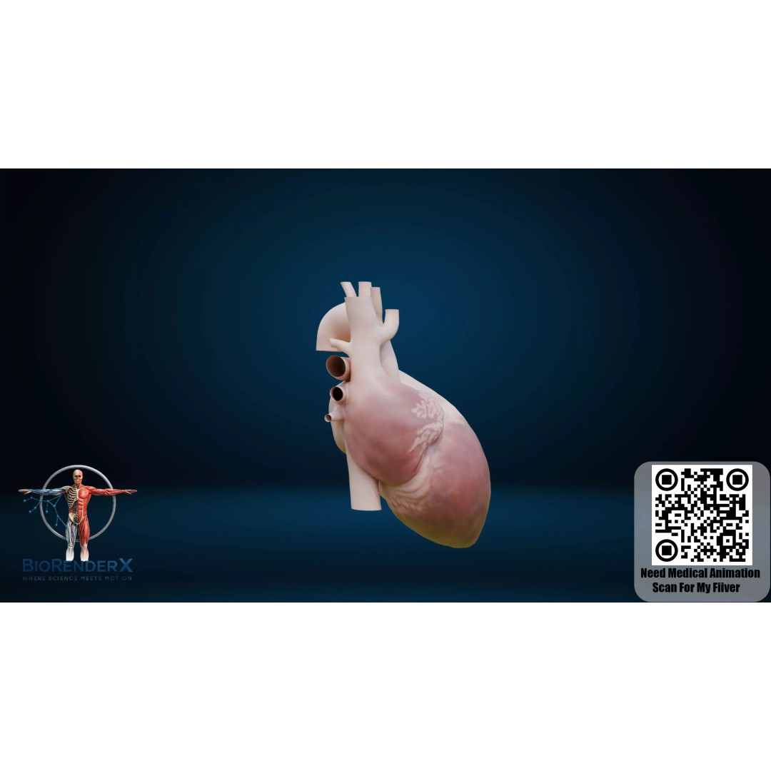 Complete Human Anatomy 3D Model – Low Poly Female Body Systems for Education - View 17