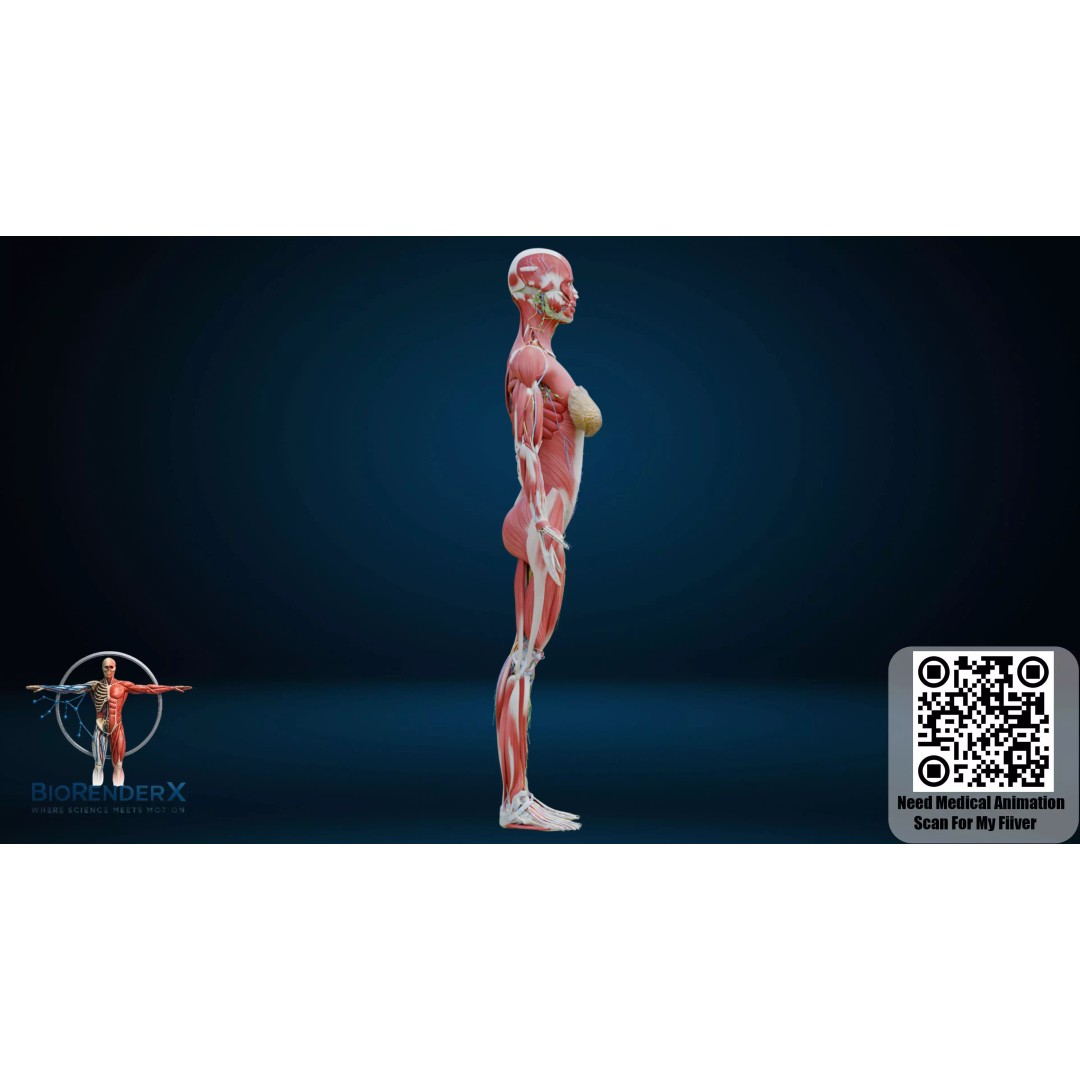 Complete Human Anatomy 3D Model – Low Poly Female Body Systems for Education - View 18
