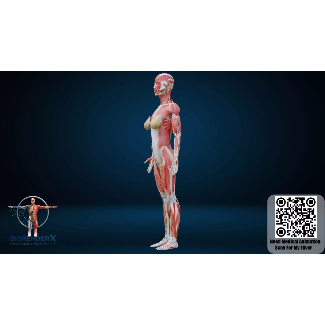 Complete Human Anatomy 3D Model – Low Poly Female Body Systems for Education - View 19
