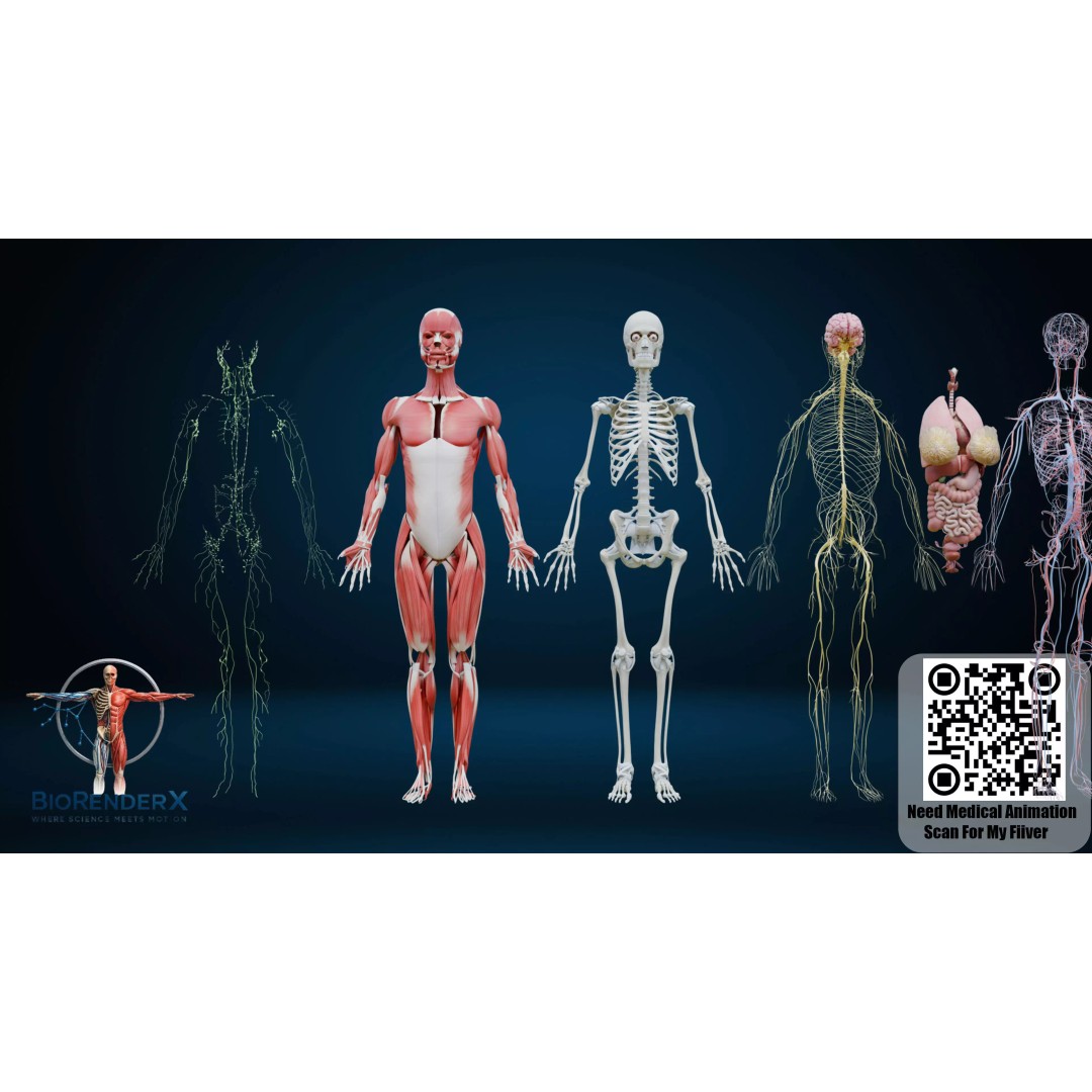 Complete Human Anatomy 3D Model – Low Poly Female Body Systems for Education - View 2