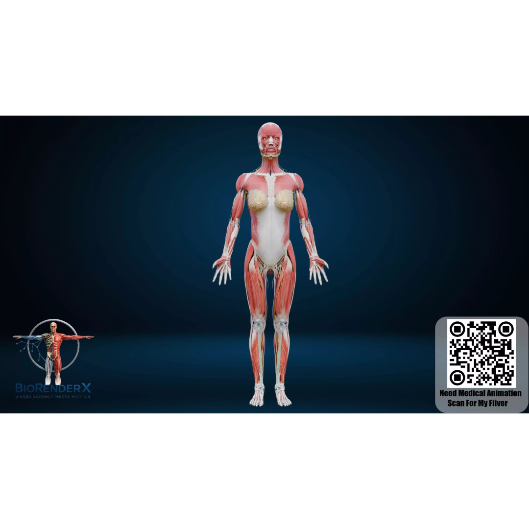 Complete Human Anatomy 3D Model – Low Poly Female Body Systems for Education - View 20