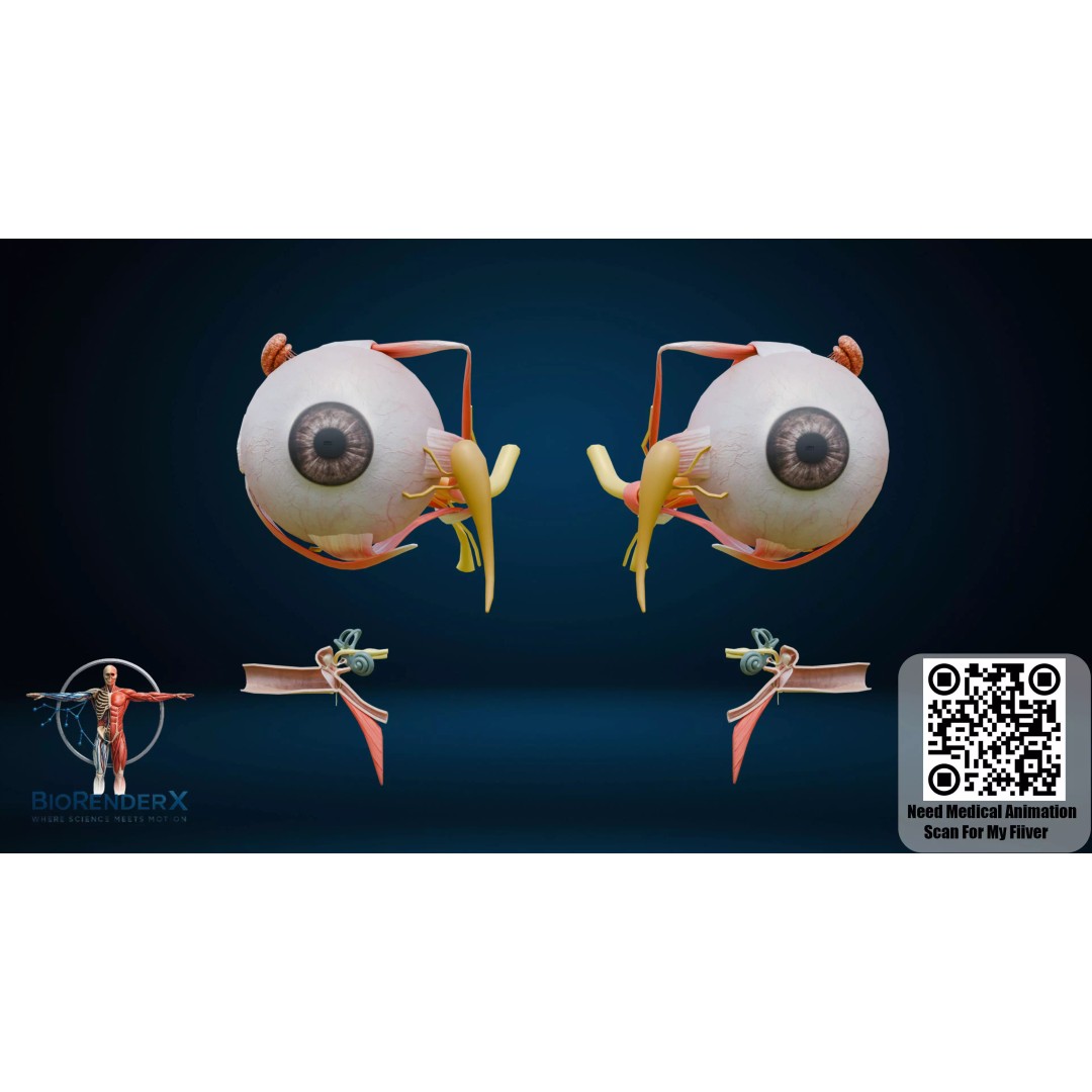 Complete Human Anatomy 3D Model – Low Poly Female Body Systems for Education - View 21