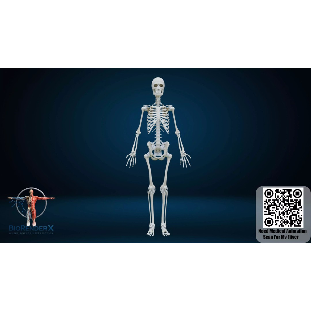 Complete Human Anatomy 3D Model – Low Poly Female Body Systems for Education - View 22