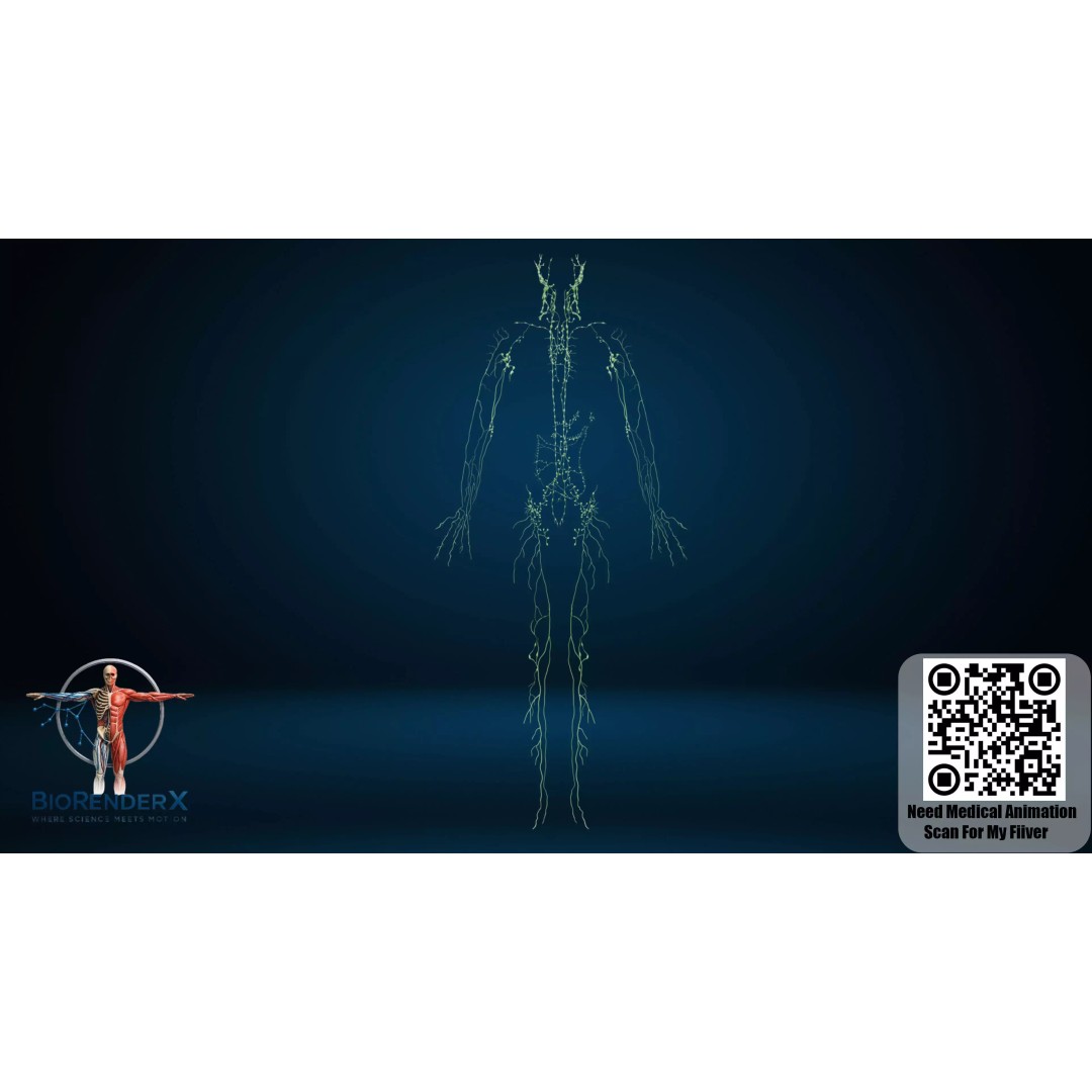 Complete Human Anatomy 3D Model – Low Poly Female Body Systems for Education - View 23