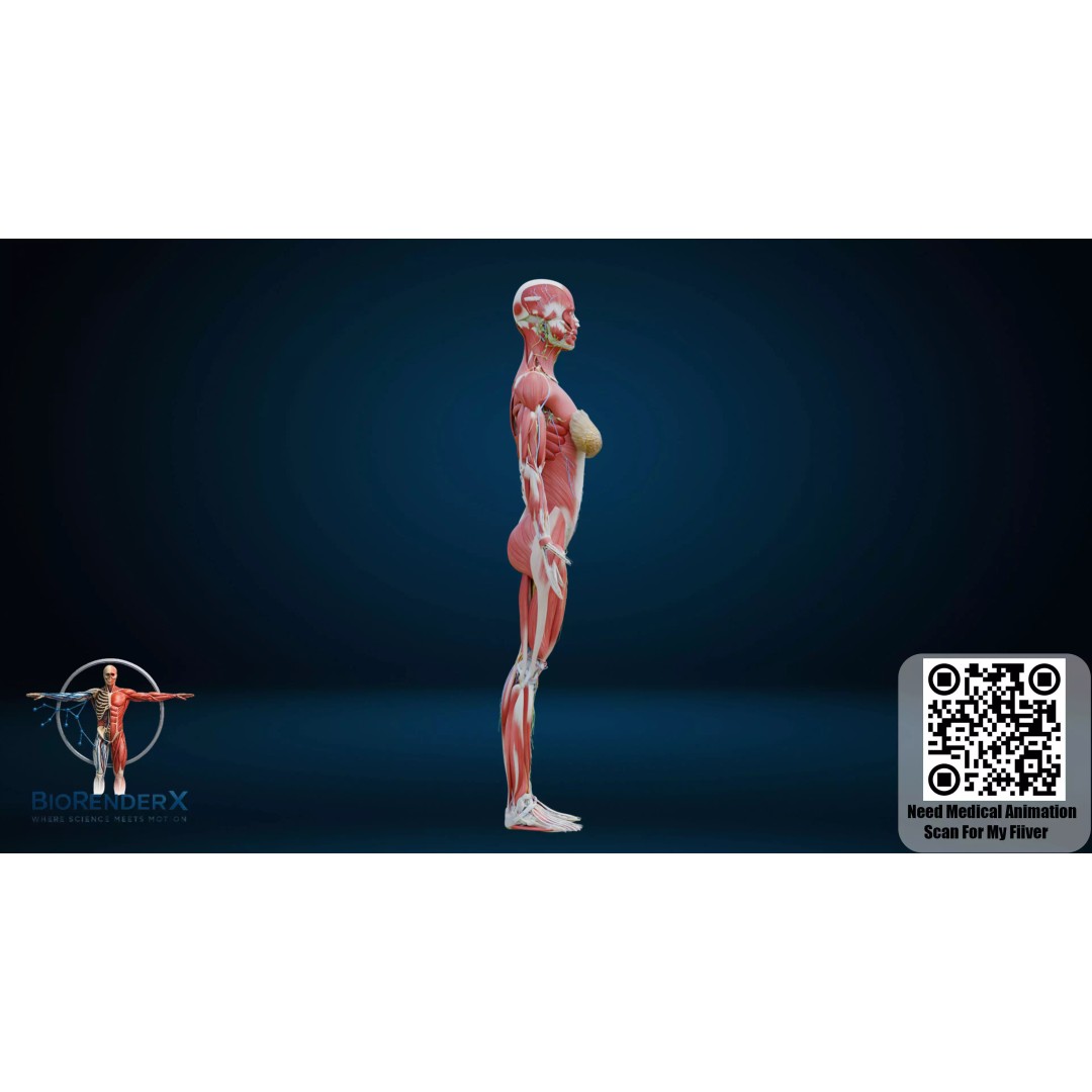 Complete Human Anatomy 3D Model – Low Poly Female Body Systems for Education - View 3