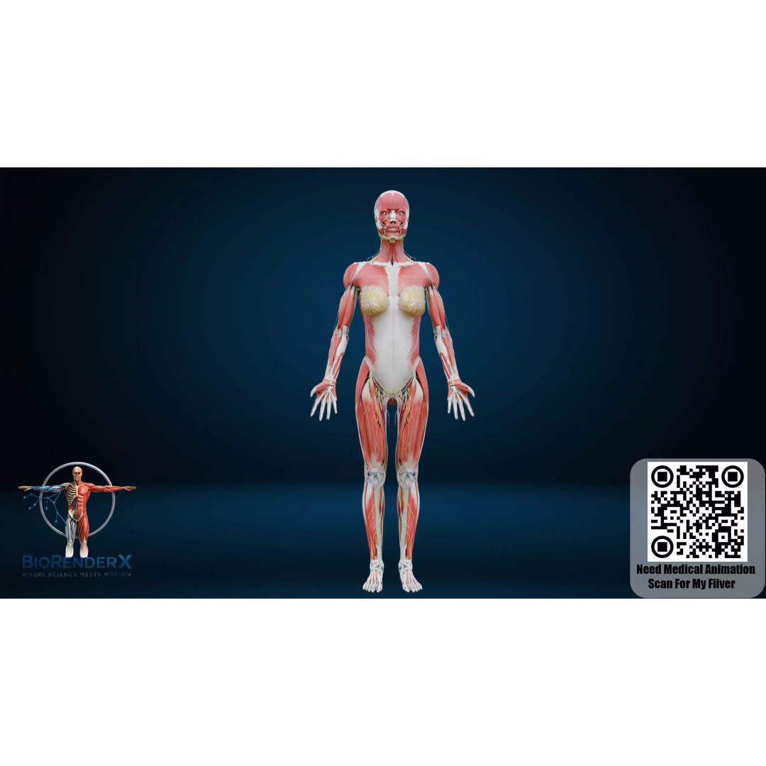 Complete Human Anatomy 3D Model – Low Poly Female Body Systems for Education - View 4