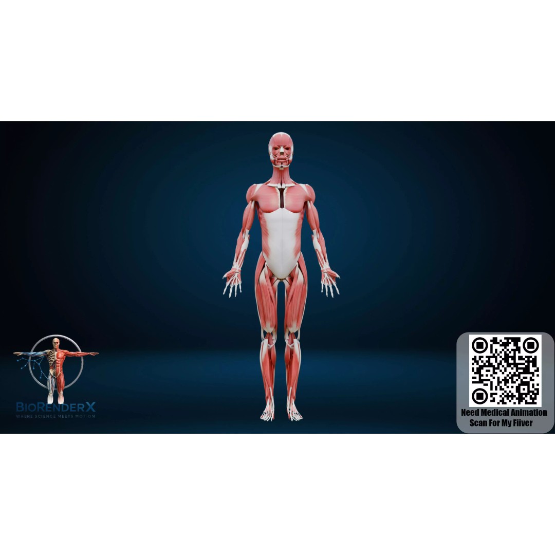 Complete Human Anatomy 3D Model – Low Poly Female Body Systems for Education - View 5