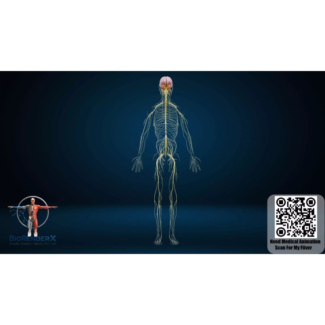 Complete Human Anatomy 3D Model – Low Poly Female Body Systems for Education - View 6