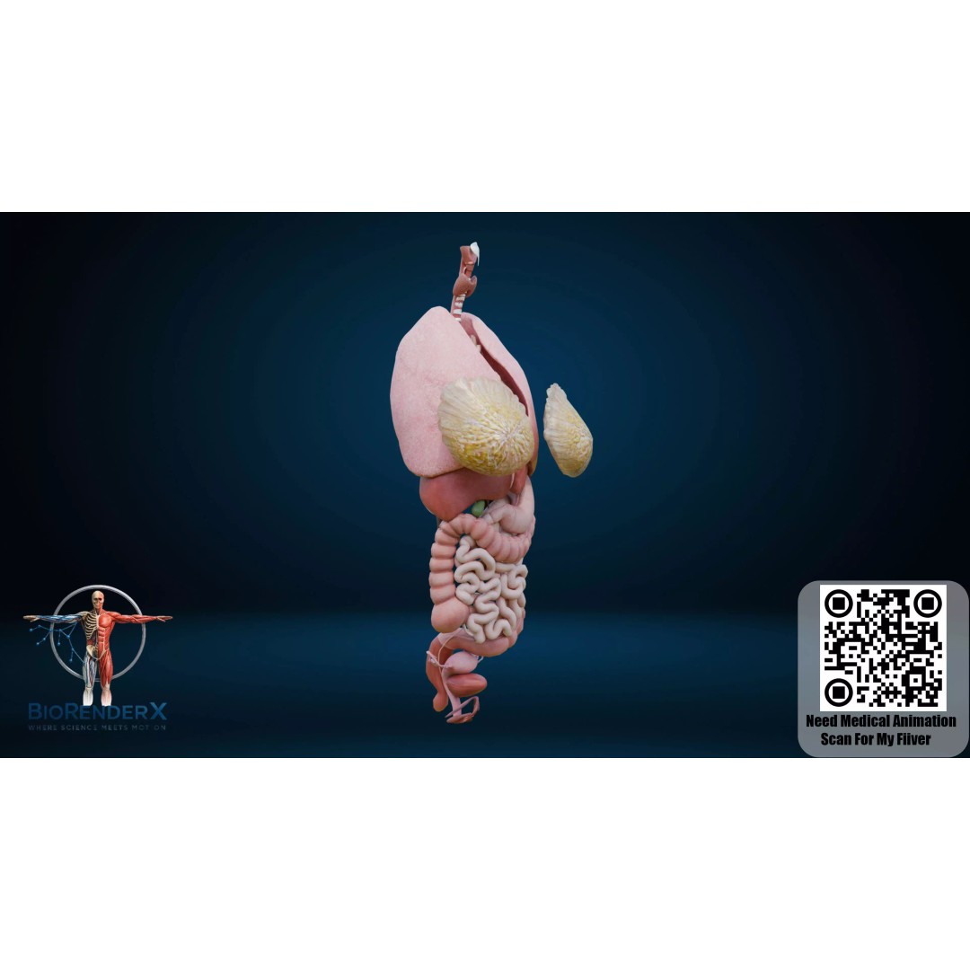 Complete Human Anatomy 3D Model – Low Poly Female Body Systems for Education - View 7