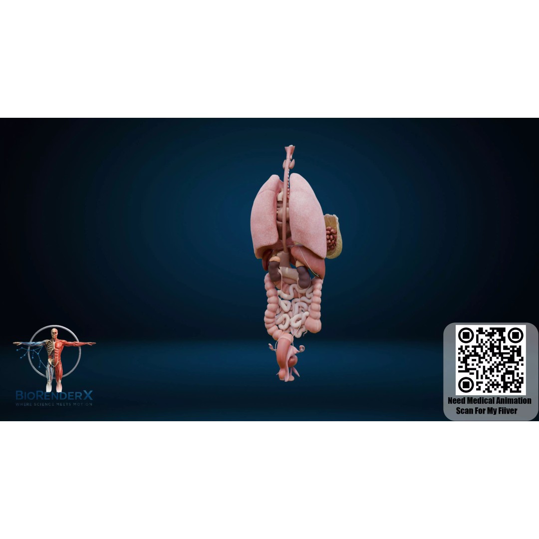 Complete Human Anatomy 3D Model – Low Poly Female Body Systems for Education - View 8