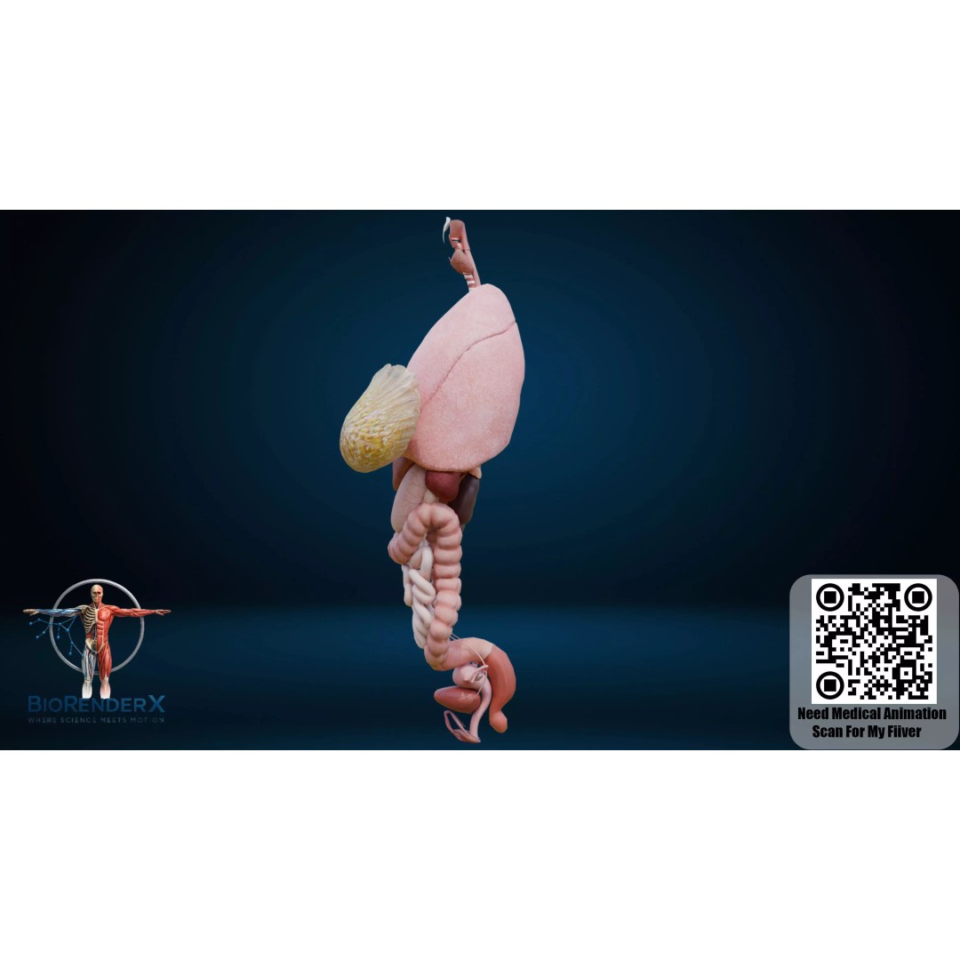 Complete Human Anatomy 3D Model – Low Poly Female Body Systems for Education - View 9