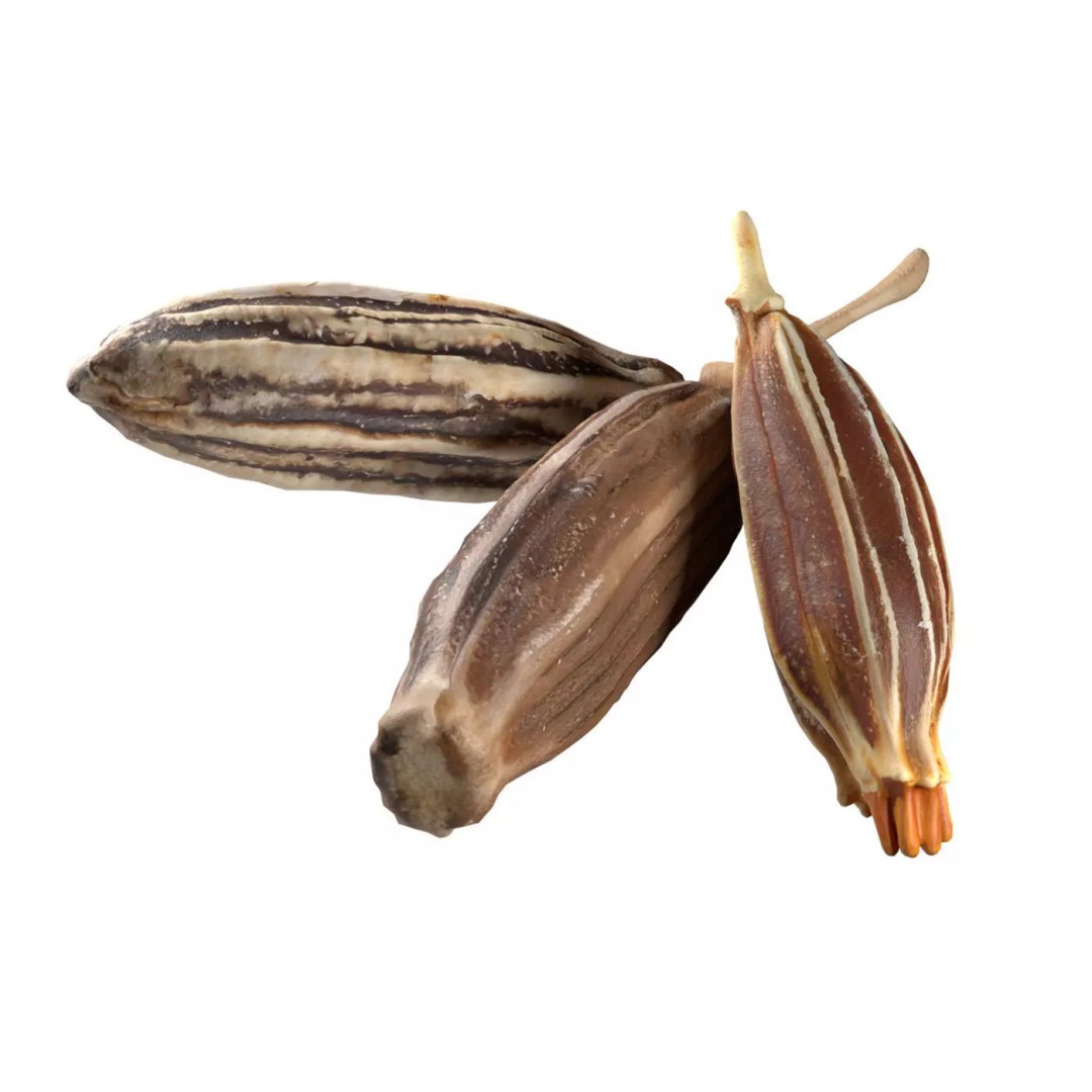 Cumin 3D Model – Low Poly Game Asset, PBR Textures, Blender - View 2