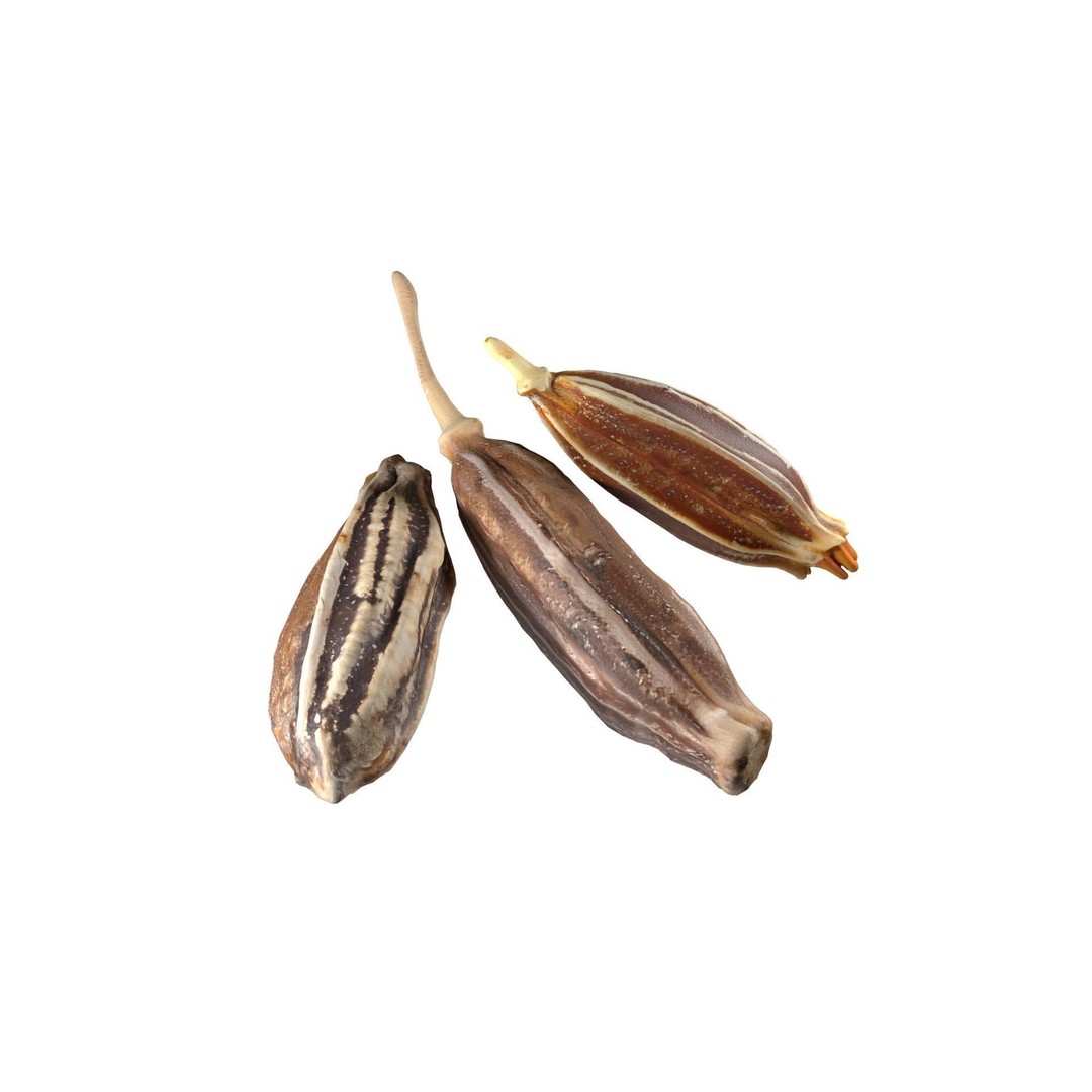 Cumin 3D Model – Low Poly Game Asset, PBR Textures, Blender - View 3