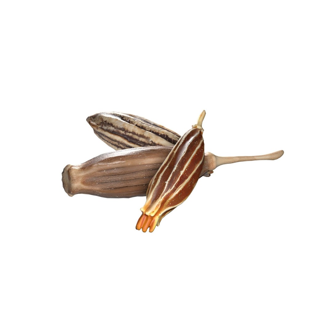 Cumin 3D Model – Low Poly Game Asset, PBR Textures, Blender - View 5