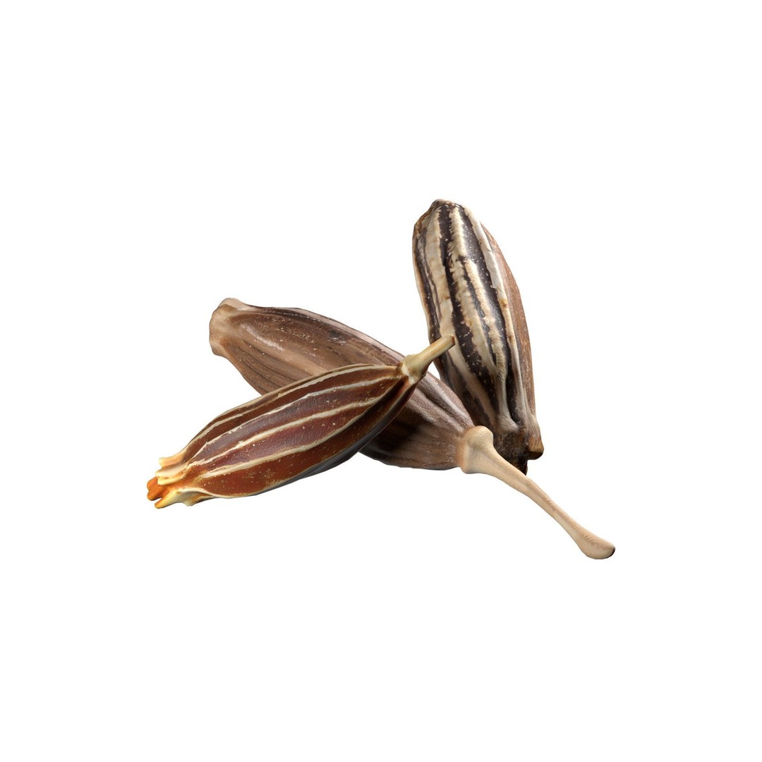 Cumin 3D Model – Low Poly Game Asset, PBR Textures, Blender - View 6