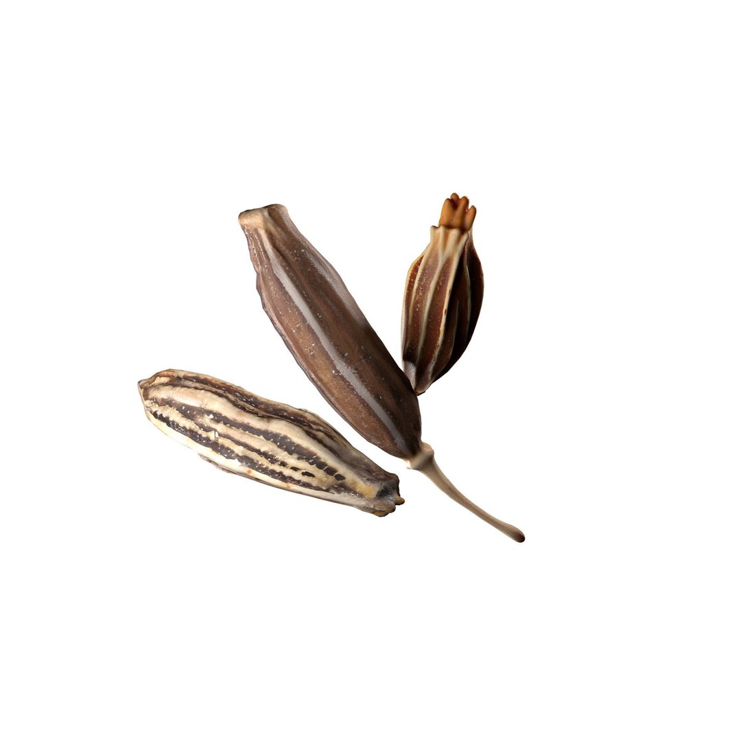 Cumin 3D Model – Low Poly Game Asset, PBR Textures, Blender - View 7