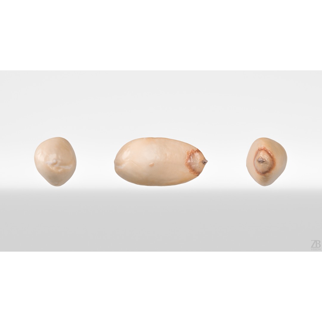 Pine Seed 3D Model – Photorealistic PBR Asset, FBX Format - View 6