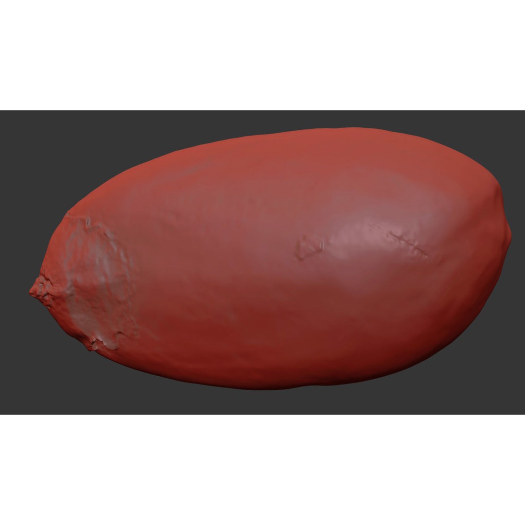 Pine Seed 3D Model – Photorealistic PBR Asset, FBX Format - View 9