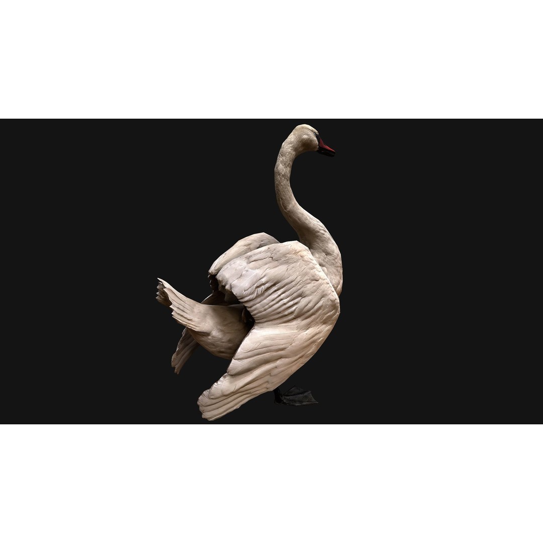 Swan 3D Model – Low Poly Game Asset, PBR Textures, FBX - View 10
