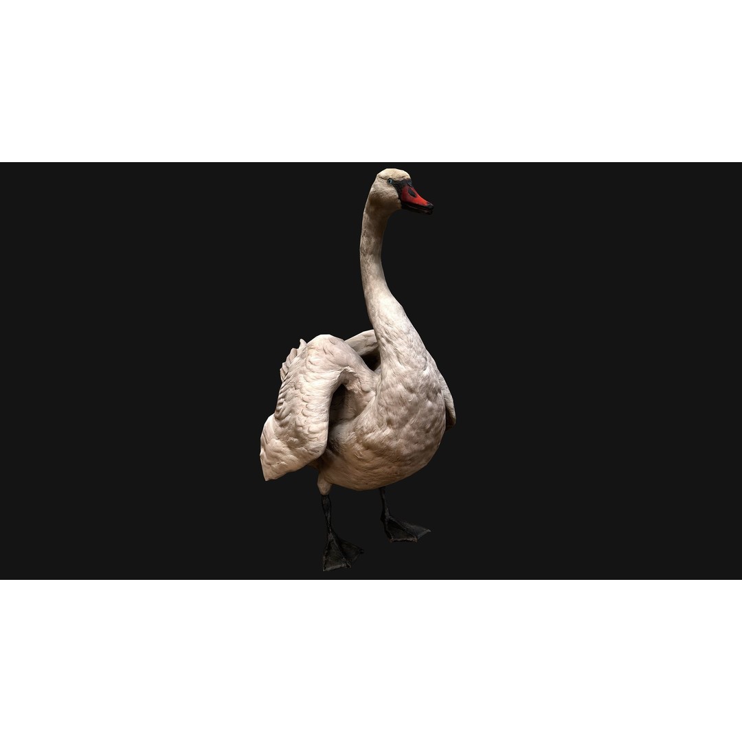 Swan 3D Model – Low Poly Game Asset, PBR Textures, FBX - View 13