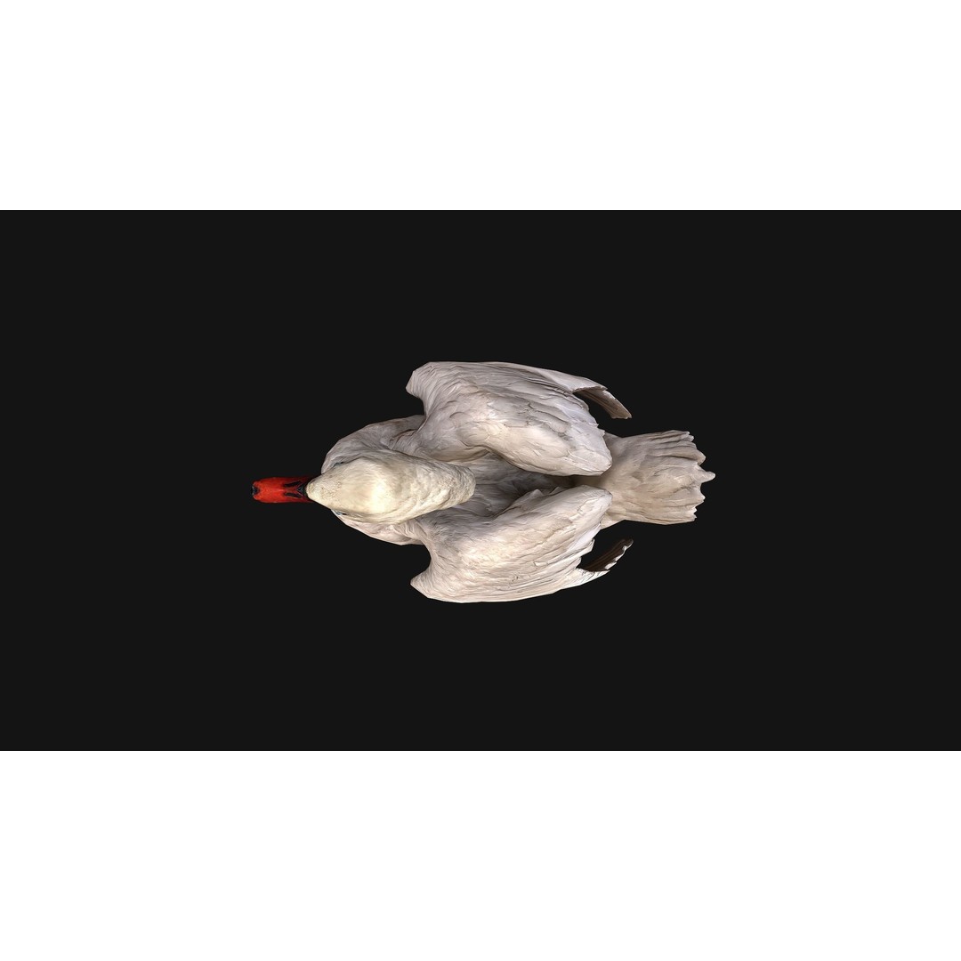 Swan 3D Model – Low Poly Game Asset, PBR Textures, FBX - View 15
