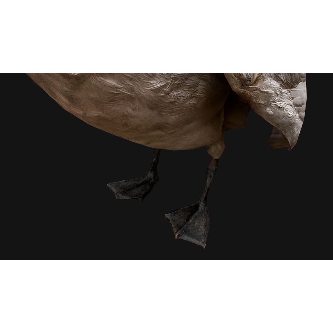 Swan 3D Model – Low Poly Game Asset, PBR Textures, FBX - View 16