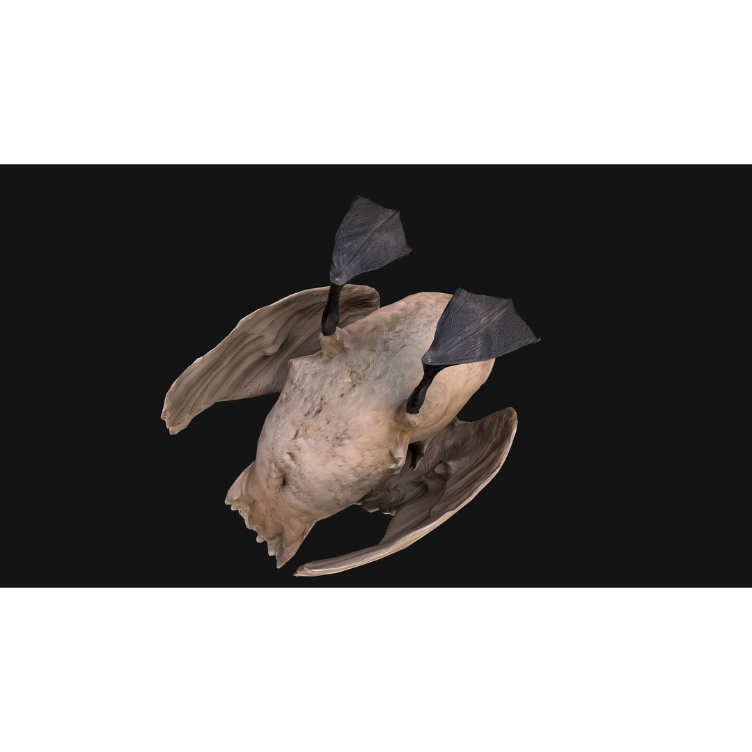 Swan 3D Model – Low Poly Game Asset, PBR Textures, FBX - View 17