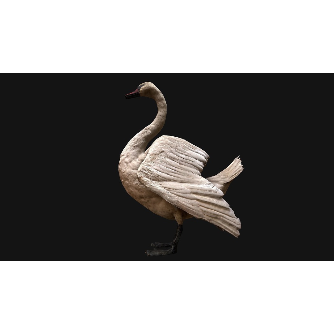 Swan 3D Model – Low Poly Game Asset, PBR Textures, FBX - View 18