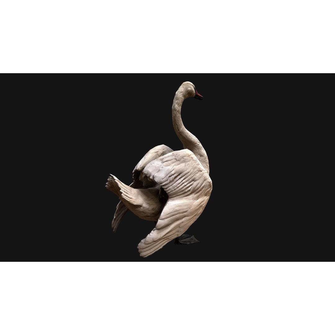 Swan 3D Model – Low Poly Game Asset, PBR Textures, FBX - View 19