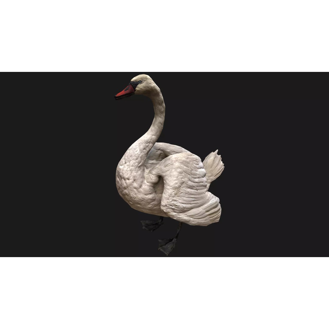 Swan 3D Model – Low Poly Game Asset, PBR Textures, FBX - View 2
