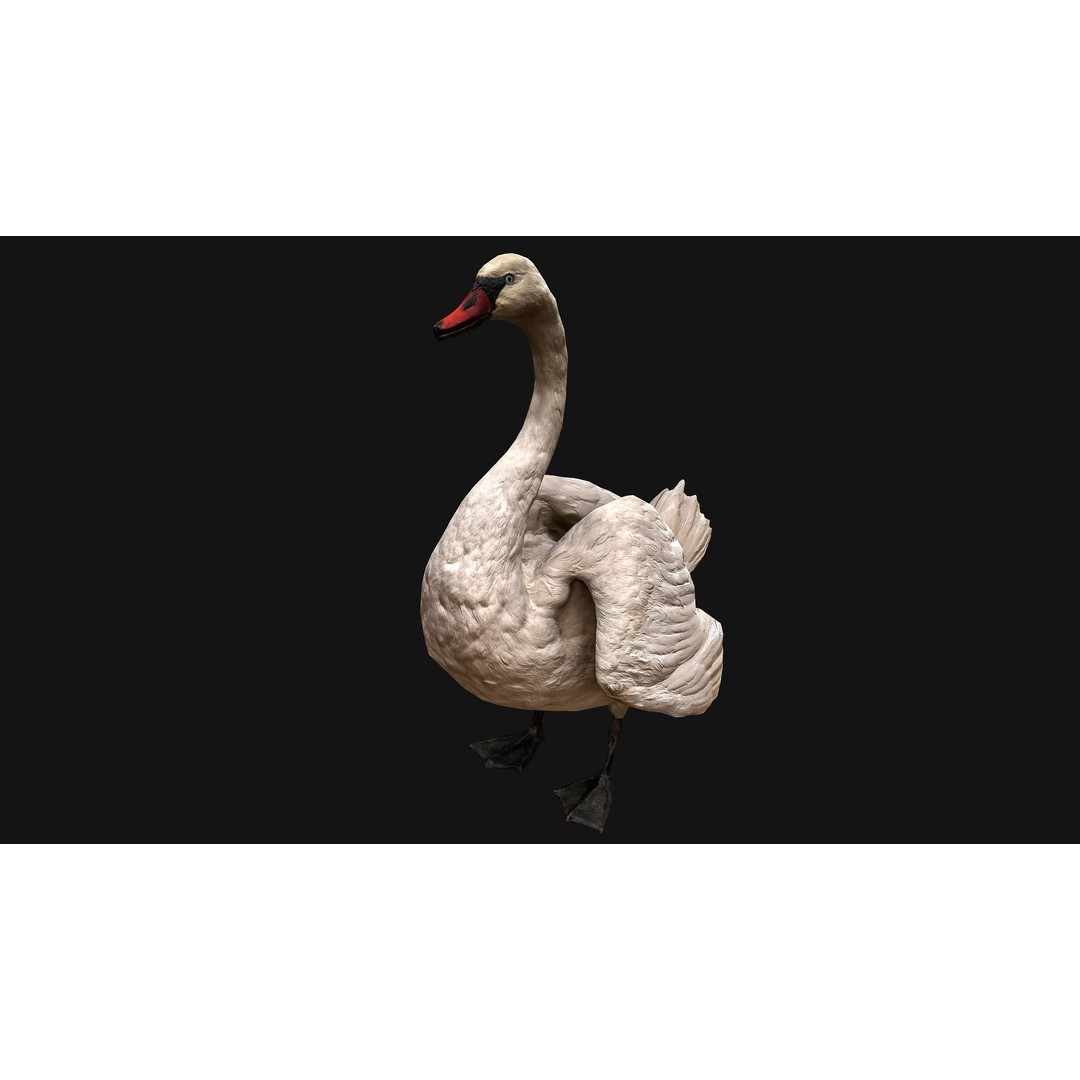 Swan 3D Model – Low Poly Game Asset, PBR Textures, FBX - View 4