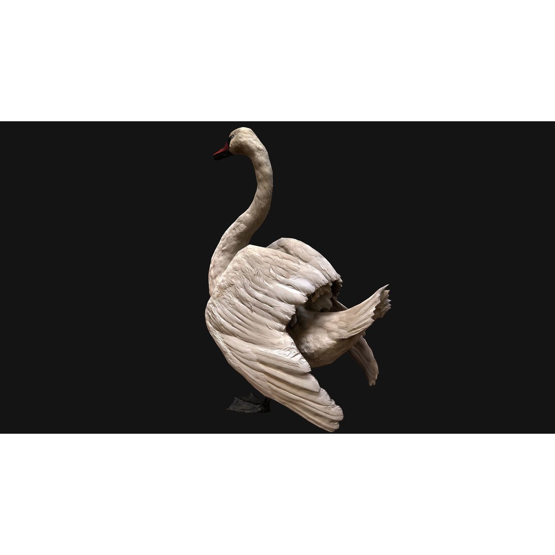Swan 3D Model – Low Poly Game Asset, PBR Textures, FBX - View 6
