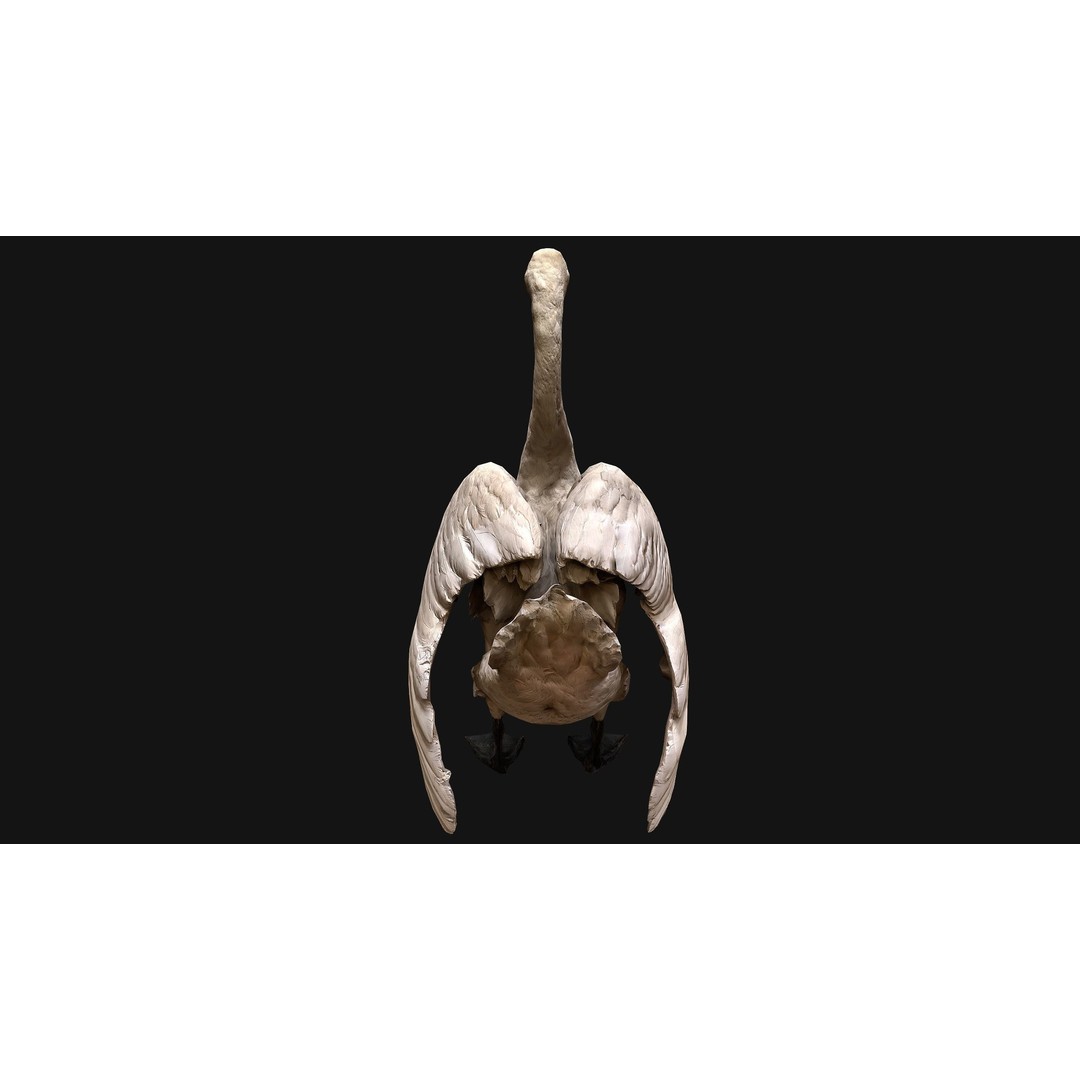 Swan 3D Model – Low Poly Game Asset, PBR Textures, FBX - View 8