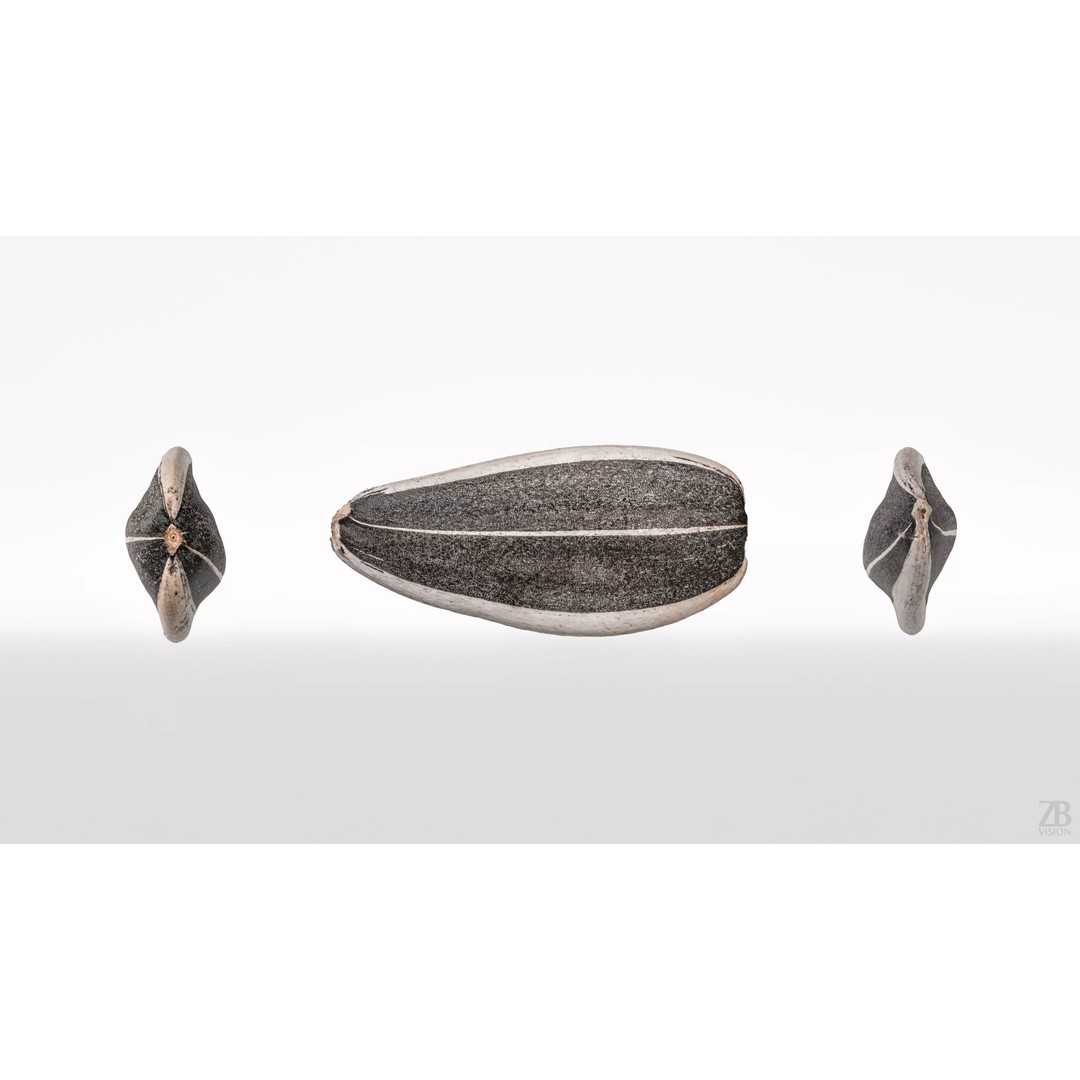 Sunflower Seed 3D Model – Photorealistic Asset with PBR Textures - View 6