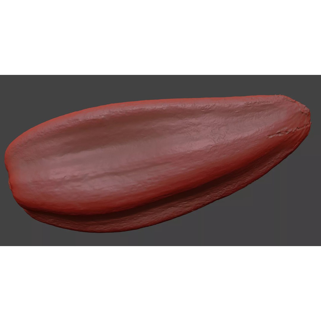 Sunflower Seed 3D Model – Photorealistic Asset with PBR Textures - View 9