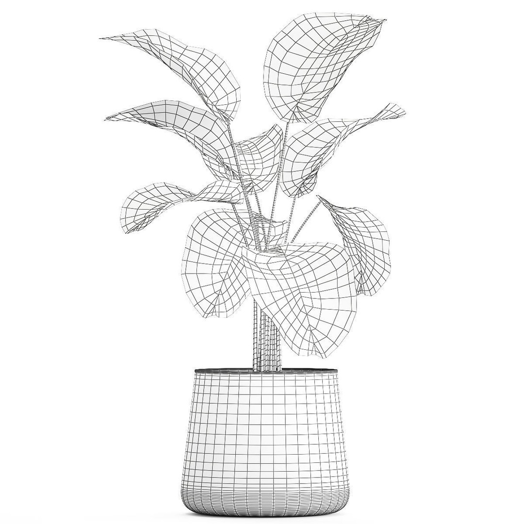Calathea Lutea 3D Model – Tropical Plant in Concrete Flowerpot