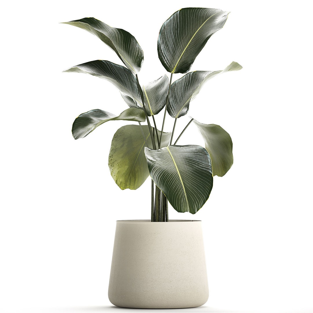 Calathea Lutea 3D Model – Tropical Plant in Concrete Flowerpot - View 10