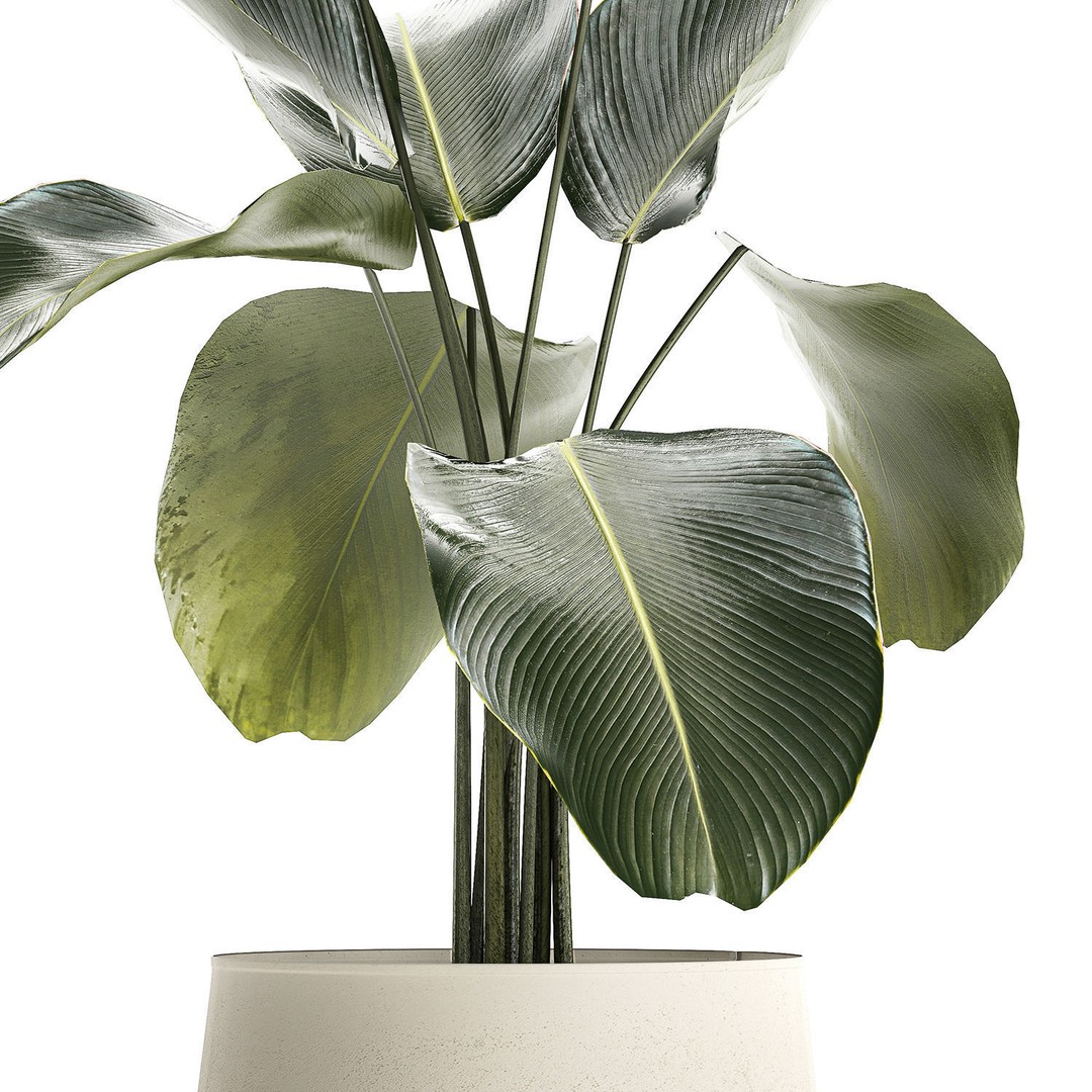 Calathea Lutea 3D Model – Tropical Plant in Concrete Flowerpot - View 11