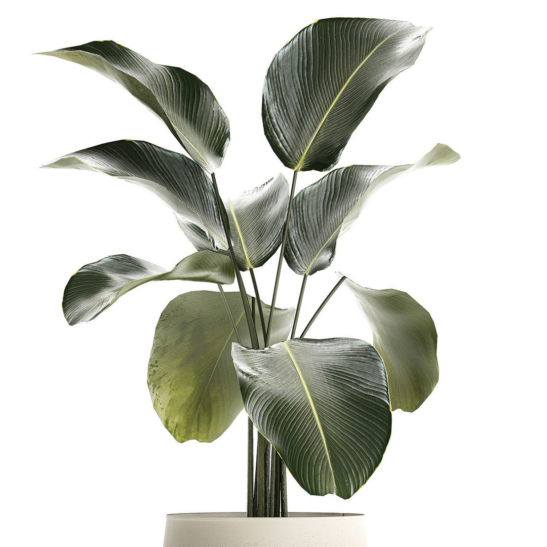 Calathea Lutea 3D Model – Tropical Plant in Concrete Flowerpot - View 12