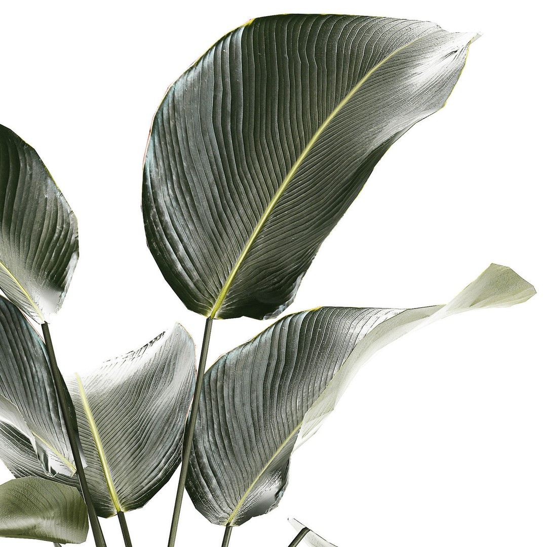 Calathea Lutea 3D Model – Tropical Plant in Concrete Flowerpot - View 13