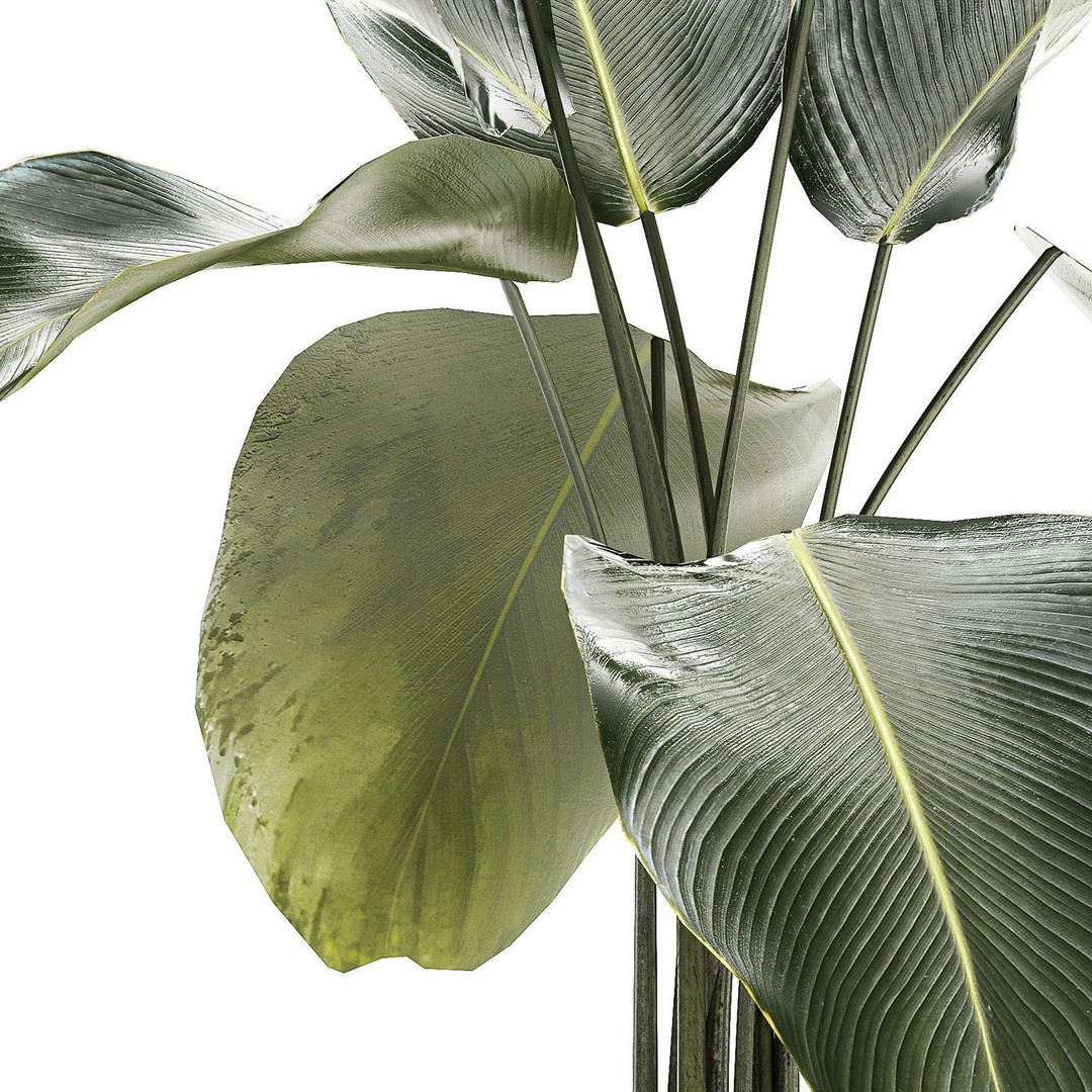 Calathea Lutea 3D Model – Tropical Plant in Concrete Flowerpot - View 14