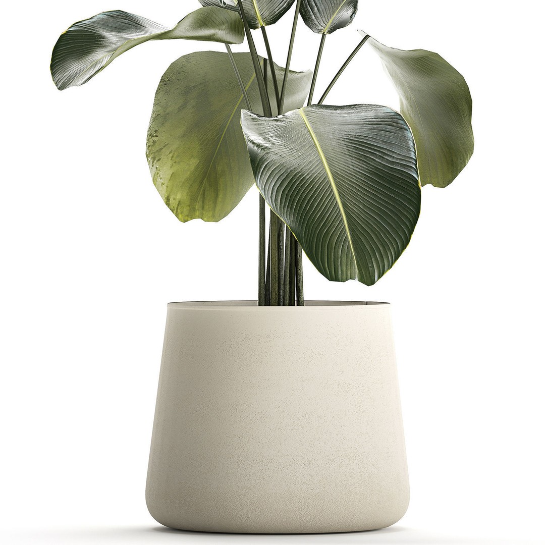 Calathea Lutea 3D Model – Tropical Plant in Concrete Flowerpot - View 15