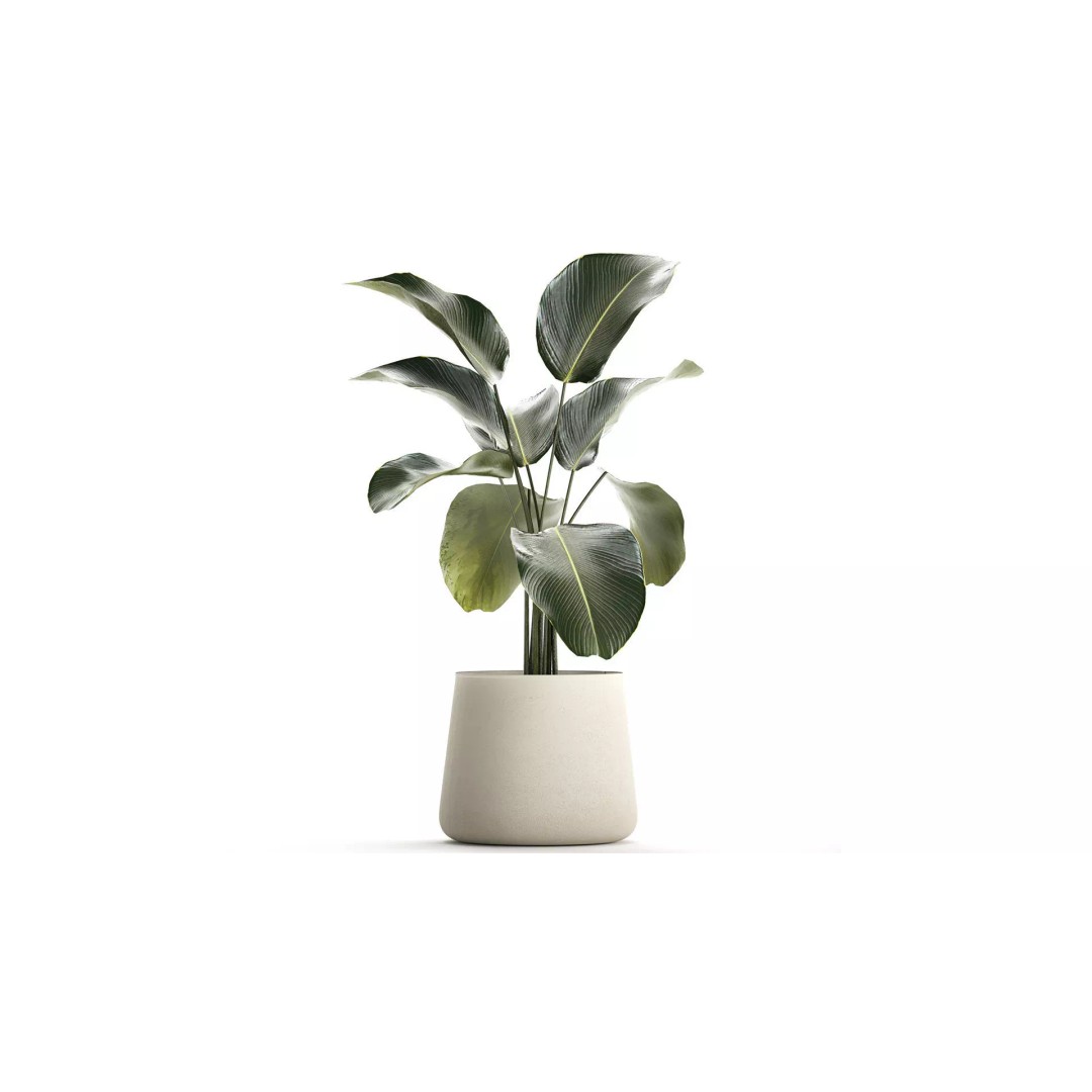 Calathea Lutea 3D Model – Tropical Plant in Concrete Flowerpot - View 2