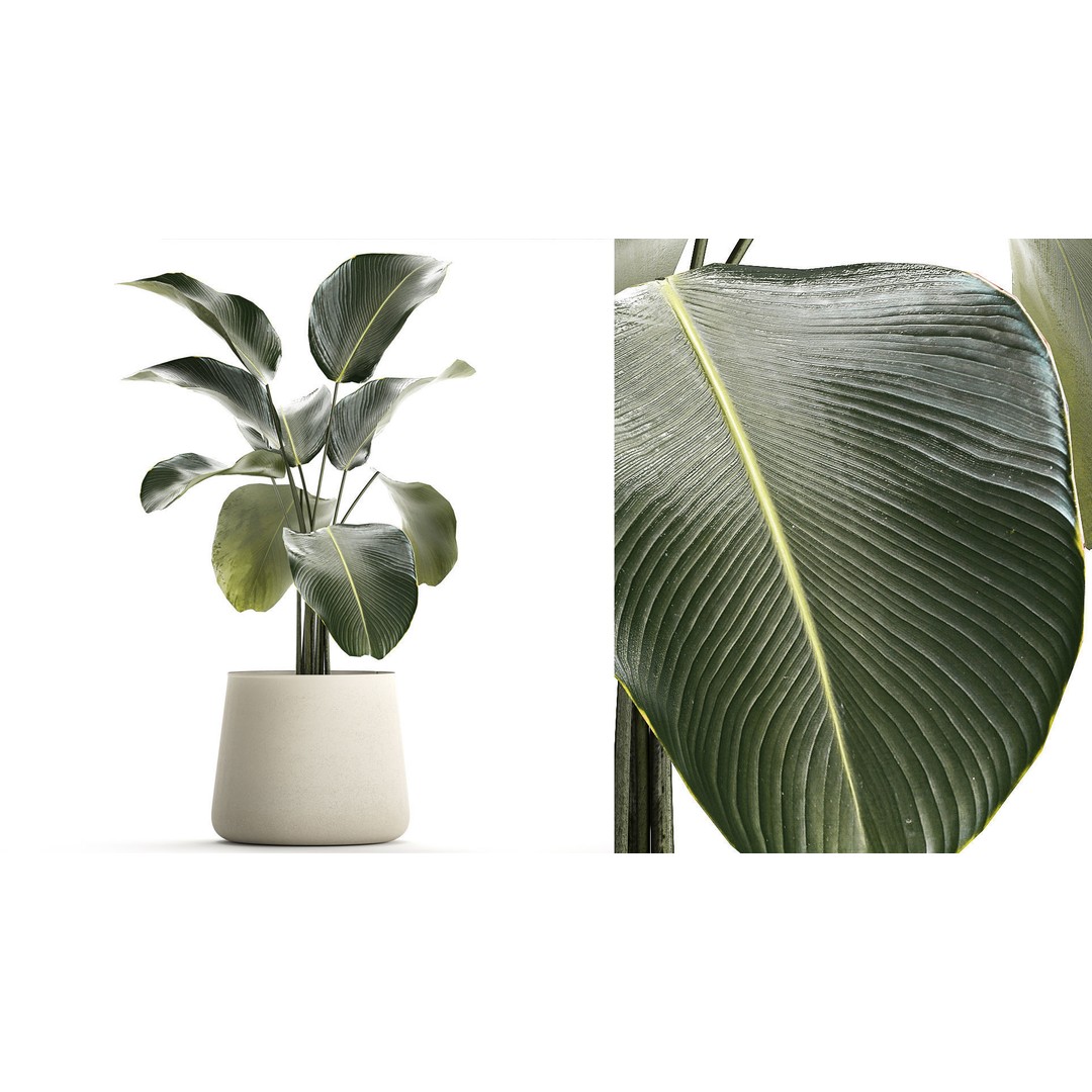 Calathea Lutea 3D Model – Tropical Plant in Concrete Flowerpot - View 3