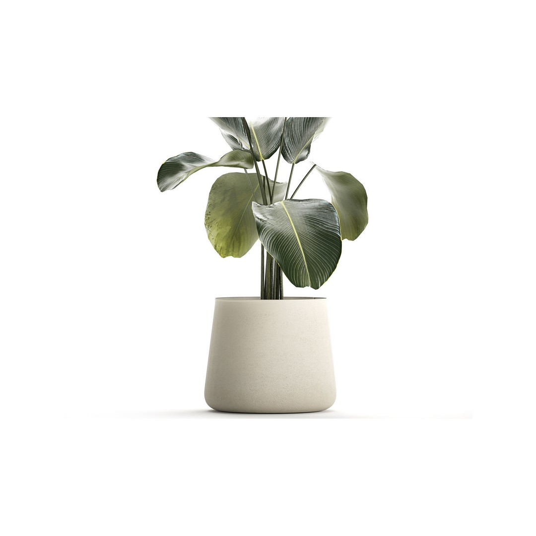 Calathea Lutea 3D Model – Tropical Plant in Concrete Flowerpot - View 4