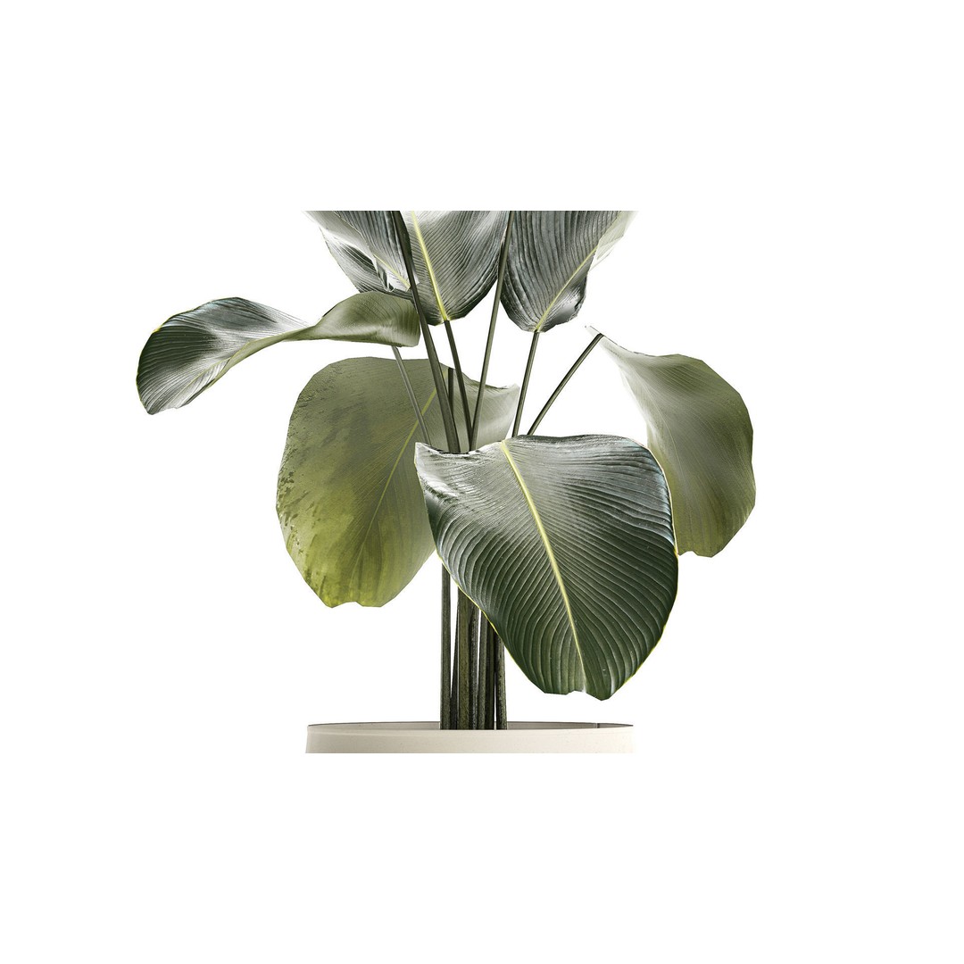 Calathea Lutea 3D Model – Tropical Plant in Concrete Flowerpot - View 5