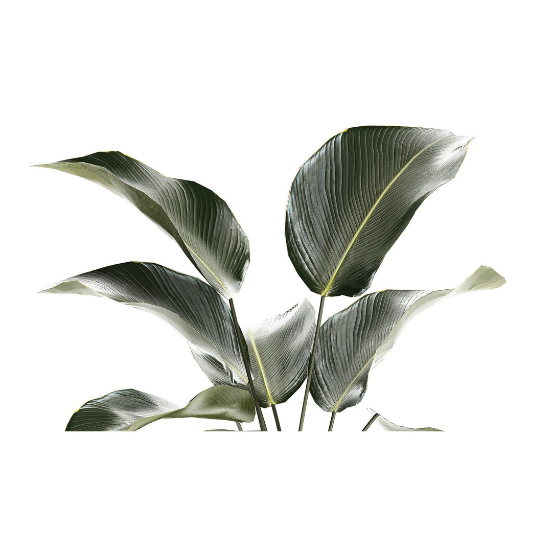 Calathea Lutea 3D Model – Tropical Plant in Concrete Flowerpot - View 6