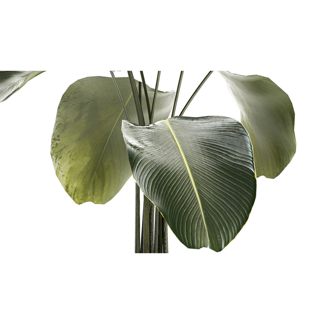 Calathea Lutea 3D Model – Tropical Plant in Concrete Flowerpot - View 7